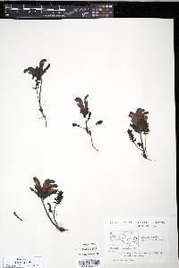 Pedicularis capitata image