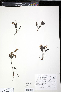 Pedicularis capitata image