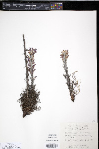 Pedicularis lanata image