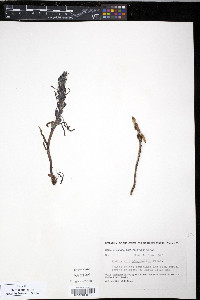 Pedicularis langsdorffii image