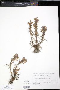 Pedicularis langsdorffii image