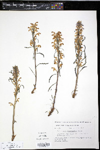 Pedicularis langsdorffii image