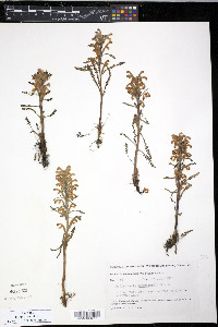 Pedicularis langsdorffii image