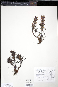 Pedicularis langsdorffii image