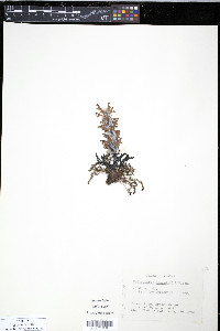 Pedicularis langsdorffii image