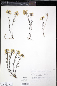 Pedicularis lapponica image