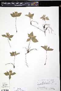 Cornus canadensis image