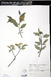 Cornus sericea subsp. sericea image