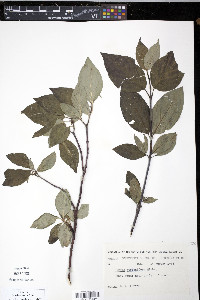 Cornus sericea subsp. sericea image