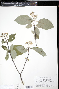 Cornus sericea subsp. sericea image