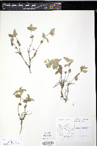 Cornus sericea subsp. sericea image