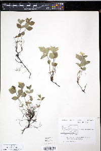 Cornus sericea subsp. sericea image