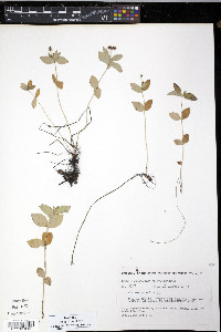 Cornus sericea subsp. sericea image