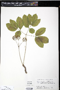 Aralia nudicaulis image