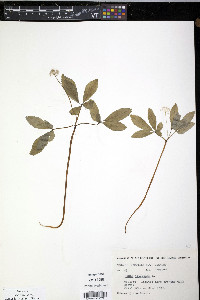 Panax trifolius image