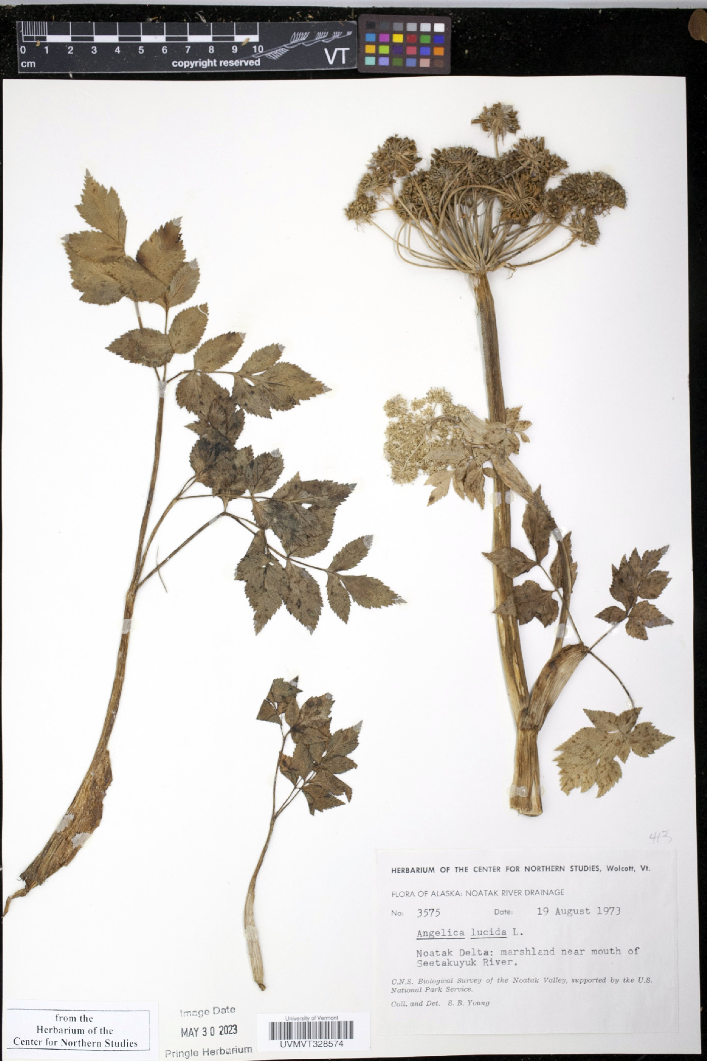 Angelica lucida image