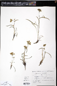 Bupleurum triradiatum image