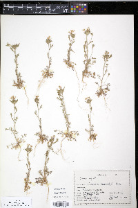 Collomia heterophylla image