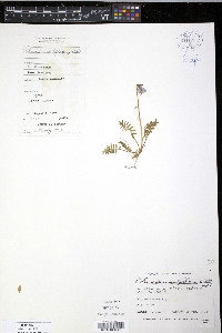 Polemonium acutiflorum image