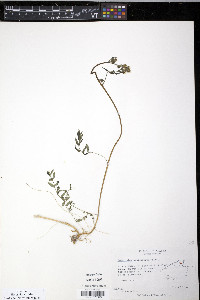 Polemonium acutiflorum image