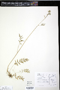 Polemonium acutiflorum image