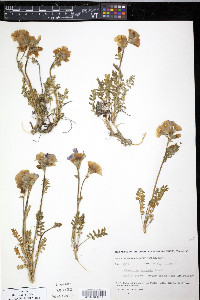 Polemonium boreale image