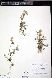 Polemonium boreale image