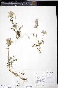 Polemonium boreale image