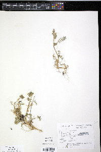 Polemonium boreale image