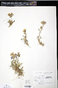 Polemonium boreale image