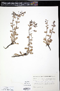 Mertensia maritima image
