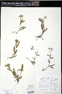 Myosotis alpestris image