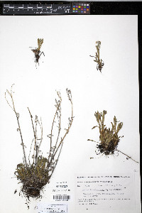 Myosotis alpestris image