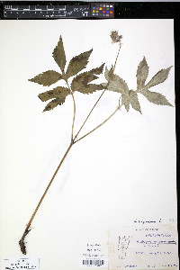 Hydrophyllum virginianum image