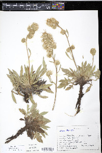 Phacelia corymbosa image