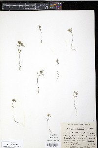 Phacelia peckii image