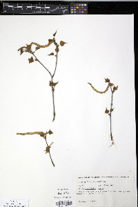 Betula populifolia image