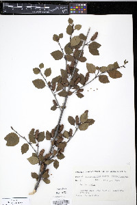 Betula pumila image