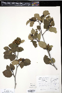 Alnus crispa image