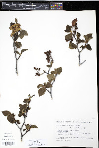 Alnus crispa image