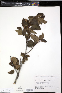 Alnus crispa image