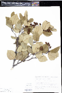 Alnus crispa image