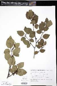 Alnus crispa image