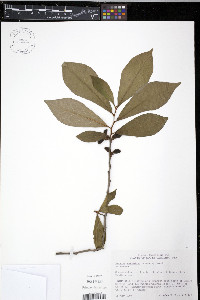 Asimina parviflora image