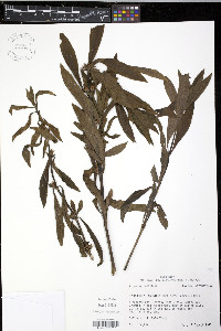 Hygrophila lacustris image