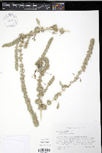 Amaranthus palmeri image