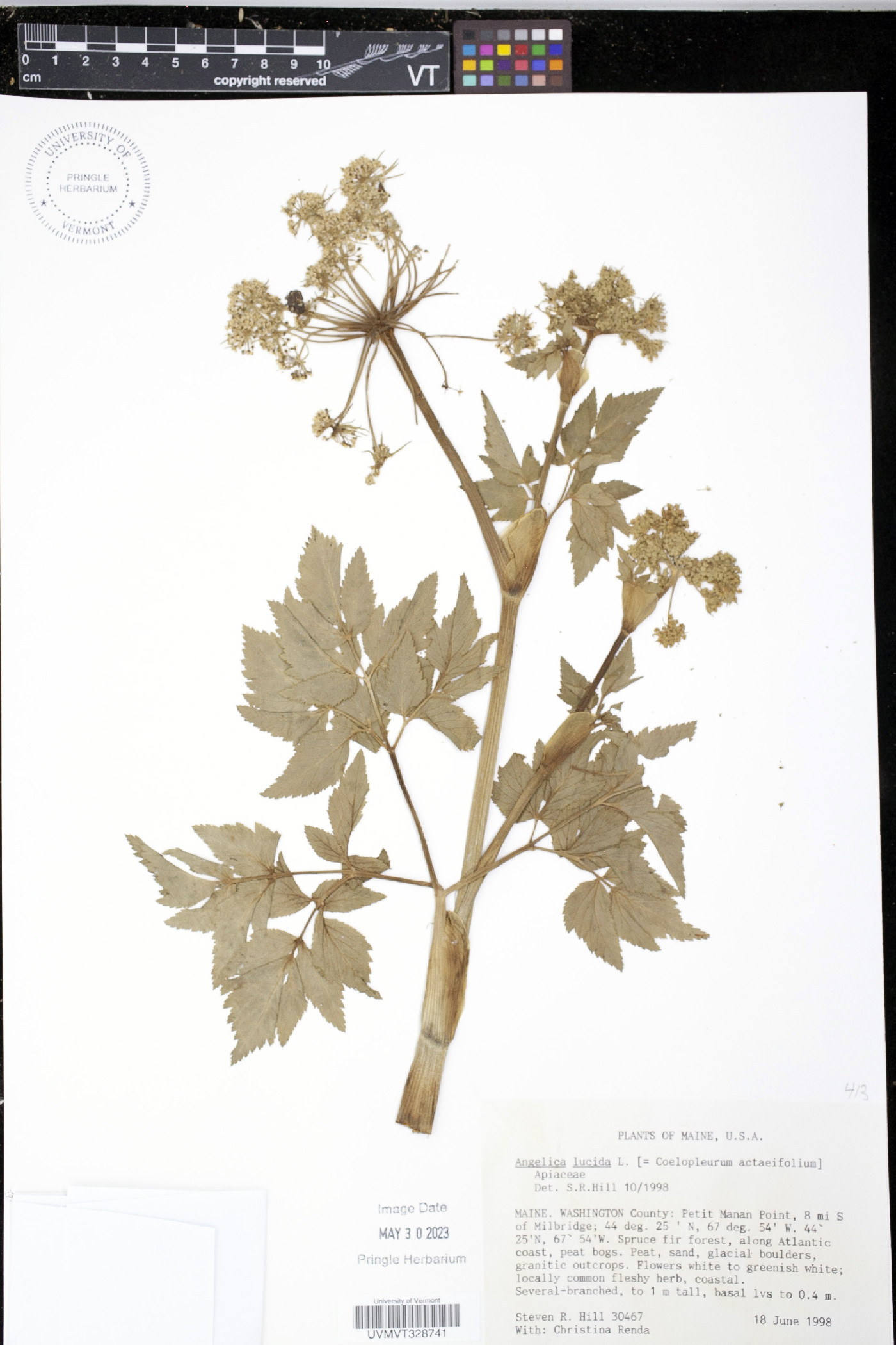 Angelica lucida image