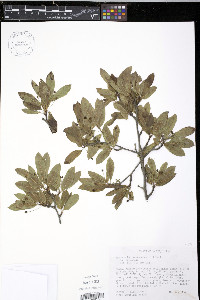 Ilex mucronata image