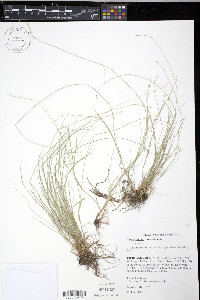 Carex radiata image