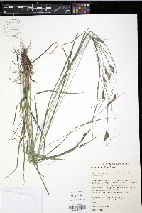 Carex swanii image